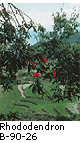 Rhododendron B_90_26