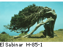El Sabinar H_85_1