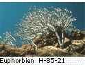 Euphorbien H_85_21