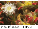 Soda-Pflanzen H_85_23