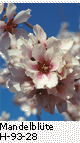 Mandelblüte H_93_28